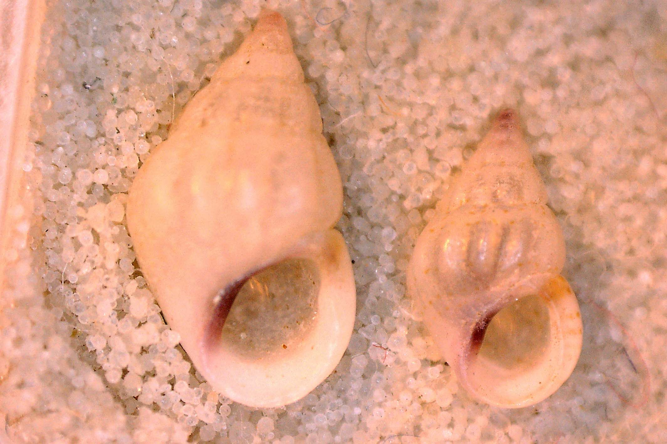 Istria, da determinare/1